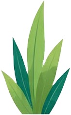 a green plant with leaves on it 4.jpg